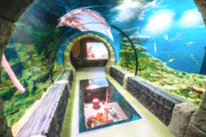 okeanarium_ekaterinburg