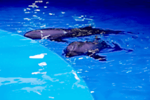 okeanarium_ekaterinburg